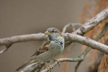 Sparrow - Kostenloses image #482733