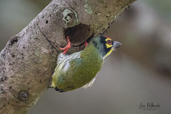 A Coppersmith Barbet making a nest - Free image #482783
