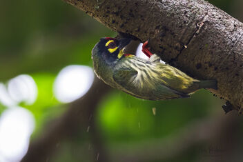 Coppersmith Barbet making a nest in the tree - Free image #482803