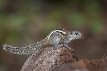 A Cheeky Indian Palm Squirrel showing this tongue! - image gratuit #482863 
