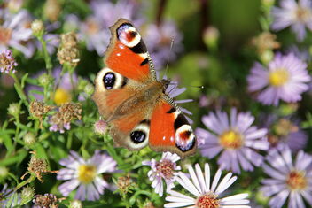 Maiden Butterfly - image #482953 gratis