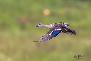 A Spot Billed Duck in Flight - image gratuit #483193 