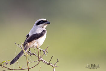 A Long Tailed Shrike Surveying for prey - Kostenloses image #483283
