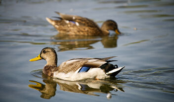 We Ducks - Free image #483403