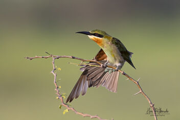 A Blue Tailed Bee Eater Stretching - бесплатный image #483503
