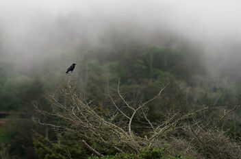 Lonesome Crow - Free image #483513