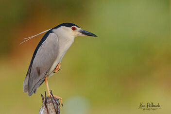 A Black Crowned Night Heron in a Balancing Act - image gratuit #483543 