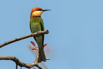 A Chestnut-Headed Bee Eater in the sun - image gratuit #483633 