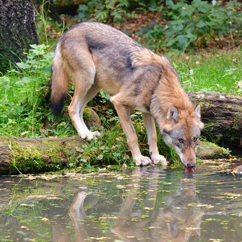 Wolf reflected in the water - Schleswig-Holstein - Germany - September 26, 2021 - Free image #483683