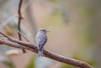 An Asian Brown Flycatcher above a dirty pond - Kostenloses image #483693