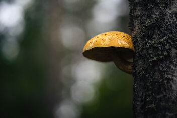 [Tree Fungi] - Free image #483763