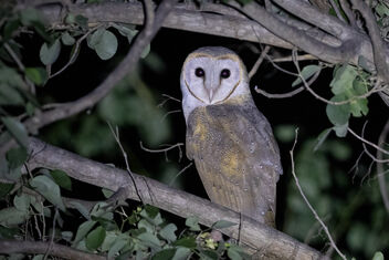 A Barn Owl in the Night - image gratuit #483823 
