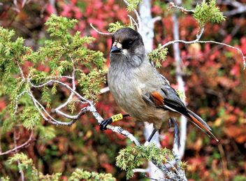 Siberian Jay and autumn colors - image gratuit #483863 