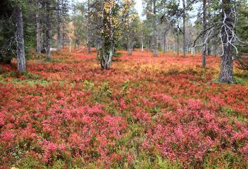 Autumn colordul forest, Lapland - image #483883 gratis