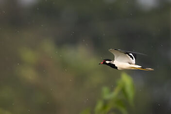 A Lapwing flying in light drizzle - image gratuit #483953 