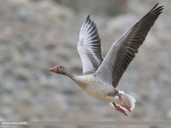 Greylag Goose (Anser anser) - Free image #483963