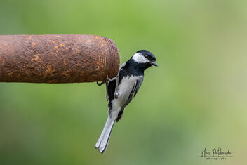 A Cinerous Tit looking for water in a dry pipe - image gratuit #484003 