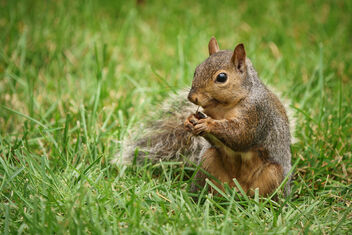 Spending Lunch With My Squirrel Friend - Free image #484013