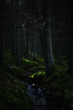 [Forest Stream in Autumn Light] - бесплатный image #484033
