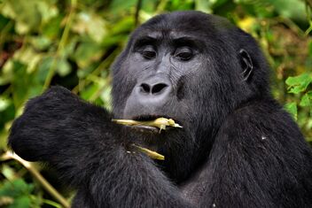 Mountain Gorilla, Uganda - бесплатный image #484113