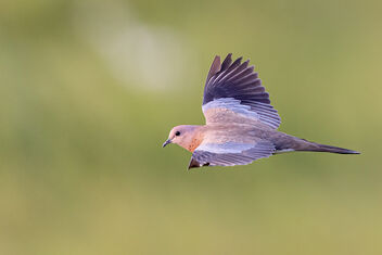 A Laughing dove in flight - image #484163 gratis