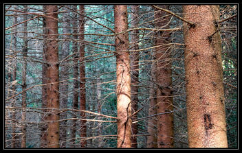 Forest! (Velvia slide style) - Kostenloses image #484173