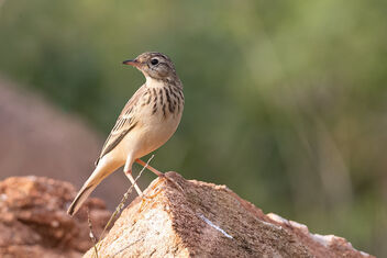 An Uncommon Blyth's Pipit Foraging around the rocks - image #484223 gratis