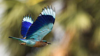 An Indian Roller in flight - Kostenloses image #484323