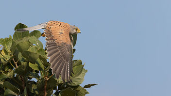 A Common Kestrel Flying out on a hunt - image gratuit #484403 