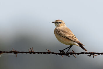 A Very Rare Isabelline Wheatear - image #484523 gratis