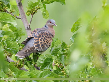Oriental Turtle Dove (Streptopelia orientalis) - image #484563 gratis