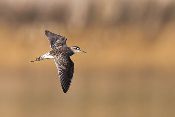 A Wood Sandpiper flying over a lake - image gratuit #484593 