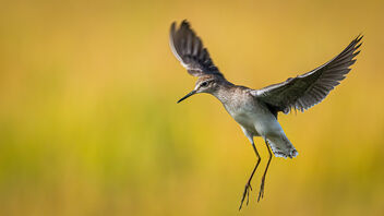 The start of a fight - A Wood Sandpiper trying to grab a nice perch - бесплатный image #484733
