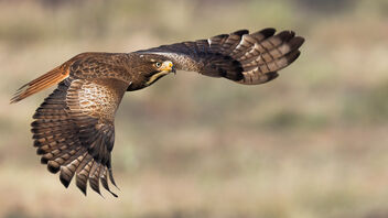 A White-Eyed Buzzard flying for a hunt - image #484763 gratis