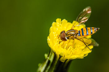 Hover fly - Kostenloses image #484793