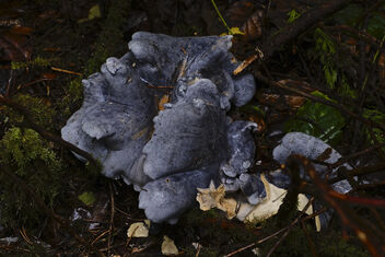 A Blue Fungi - image #484863 gratis