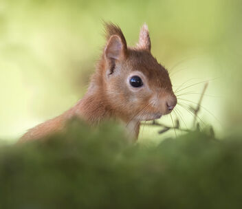 Red Squirrel - Free image #484873
