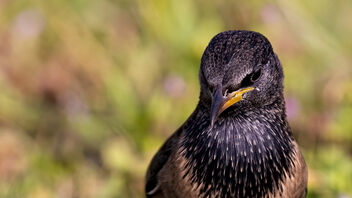 A Close up of Rosy Starling - Free image #484903