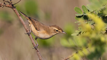 A Booted Warbler active in the morning - image gratuit #484943 