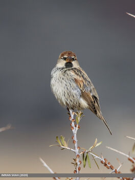 Spanish Sparrow (Passer hispaniolensis) - Free image #484963