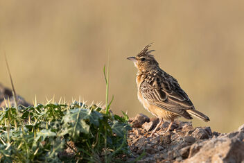 A Sykes Lark in the grasslands ready for action - image gratuit #485003 