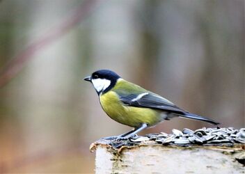Great tit at the top - Kostenloses image #485023