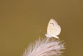 A Tiny Dark Grass Blue Butterfly - image #485033 gratis