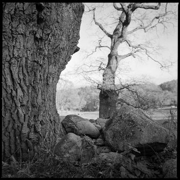 Nyckelviken oaks - Free image #485103
