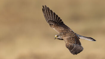 A Common Kestrel in Flight with a catch - Kostenloses image #485173