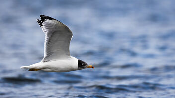 A Pallas Gull in flight - image gratuit #485263 