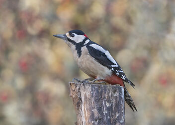 Great Spotted Woodpecker - Dendrocopus major (Male) - image #485343 gratis