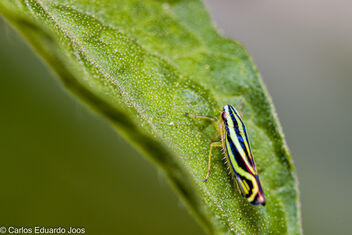 Leafhopper - Kostenloses image #485433