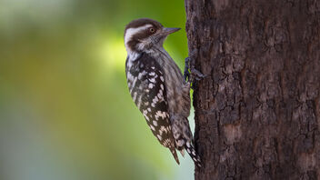 A Brown Capped Pygmy Woodpecker in action - image #485493 gratis