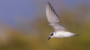 A Whiskered Tern flying over the lake - бесплатный image #485503